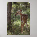 Buscar odocoileus Ciervo
