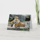 Buscar tigre tarjetas Naturaleza