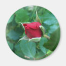 Buscar garras imanes Rosa