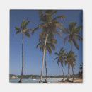 Buscar punta cana imanes Palmera