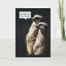 Buscar meerkats Diversión