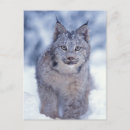 Buscar lince postales Alaska
