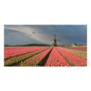 Buscar rosa de viento posters Flores