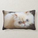 Buscar ojo cojines Gatito