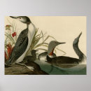 Buscar bribón decoracion Pájaros de américa