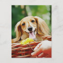 Buscar doxies postales Amante del perro