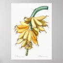 Buscar planta de plátano posters Botánica