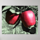 Buscar rojo blanco negro posters Manzana