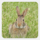 Buscar conejito de la primavera pegatinas Animales