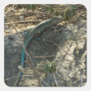 Buscar lagarto azul pegatinas General y unisex