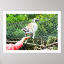 Buscar primate posters Lemur