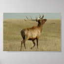 Buscar cuernos de toro posters Para todos
