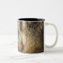 Buscar cabeza del gato tazas Parte del cuerpo animal