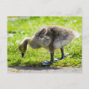 Buscar ansarones Adorable