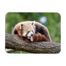 Buscar kawaii panda imanes Animal