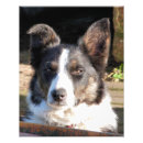 Buscar border collie arte Red de área fronteriza