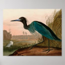 Buscar pájaro azul posters Grúa