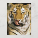 Buscar tiger postales Vida silvestre