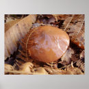 Buscar mushroom arte Marrón