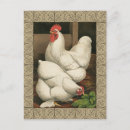 Buscar afuera postales Gallina