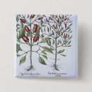 Buscar pimientos chapas Pimienta