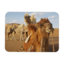 Buscar caravana imanes Animal