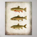 Buscar trucha posters Trucha arco iris