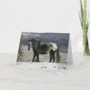 Buscar caballos appaloosa tarjetas Ecuestre