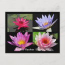 Buscar waterlily otros General y unisex