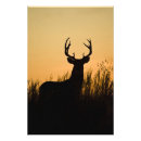 Buscar venado de cola blanca posters Al aire libre
