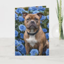 Buscar staffy tarjetas Perro