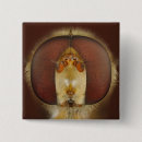 Buscar moscas chapas Animales