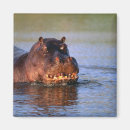 Buscar hippopotamus imanes Fauna