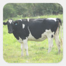 Buscar vaca lechera pegatinas Granja