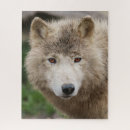 Buscar lobo blanco puzzles Animal