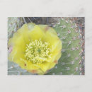 Buscar profundidad postales Flor