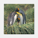 Buscar pingüino de rey imanes Pingüinos