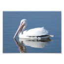 Buscar pelícanos blancos posters Fotografía