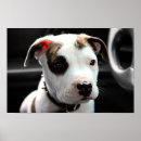 Buscar bulto posters Perro