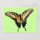 Buscar mariposas coloridas postales Para todos