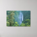 Buscar schafer de kevin Selva tropical