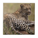 Buscar africa azulejos Gato
