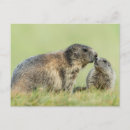 Buscar marmotas postales Marmota alpina