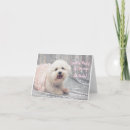 Buscar frise del bichon tarjetas Perro