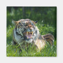 Buscar diente canino Tigre