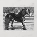 Buscar semental postales Caballo