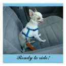 Buscar chihuahuas posters Para todos