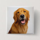 Buscar golden retriever chapas Lindo