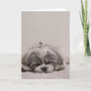 Buscar shih tzu tarjetas Lindo