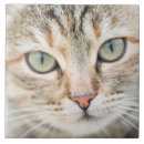 Buscar cara del gato azulejos 9 º gata